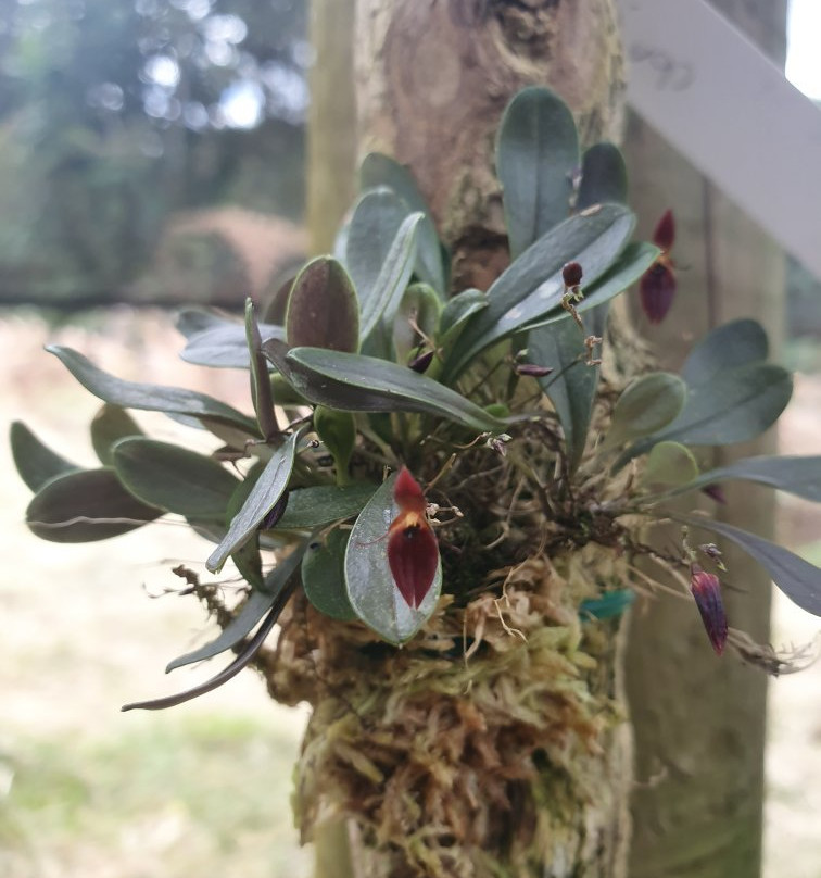 Reserva Orquideas-Jardin必去景点