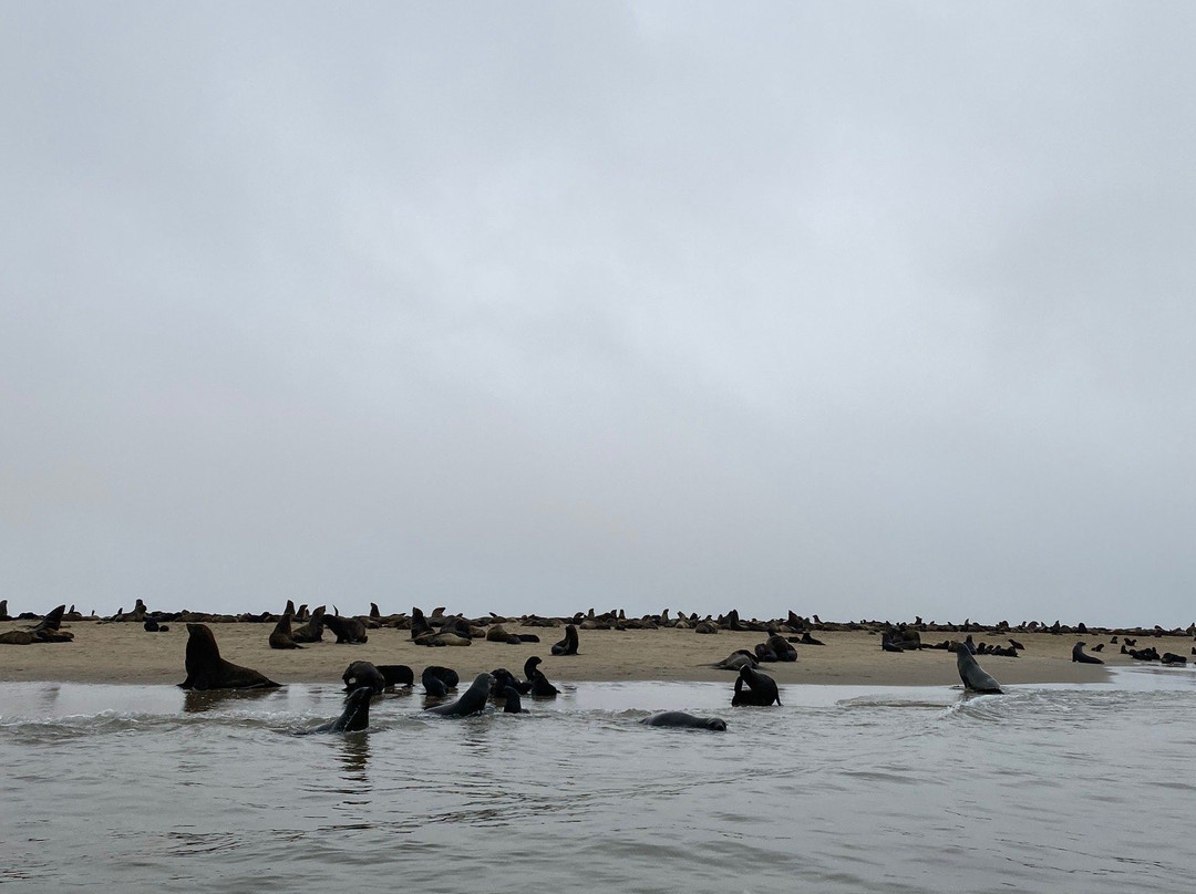 Pelican Point Kayaking-华维斯湾必去景点