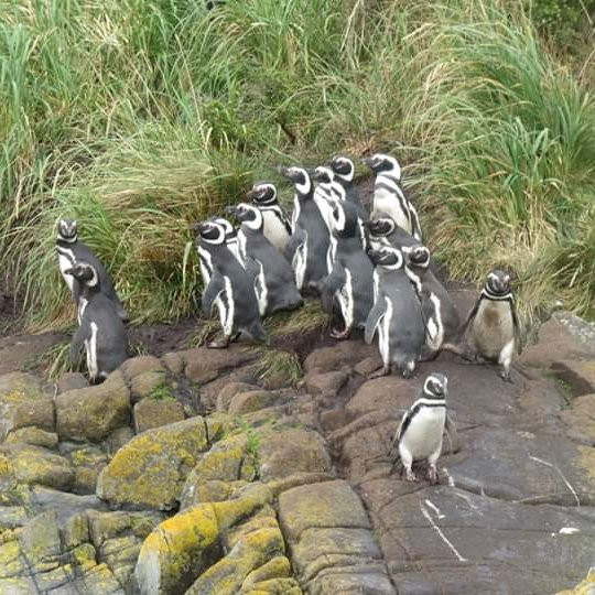 Cabo Froward-蓬塔阿雷纳斯必去景点
