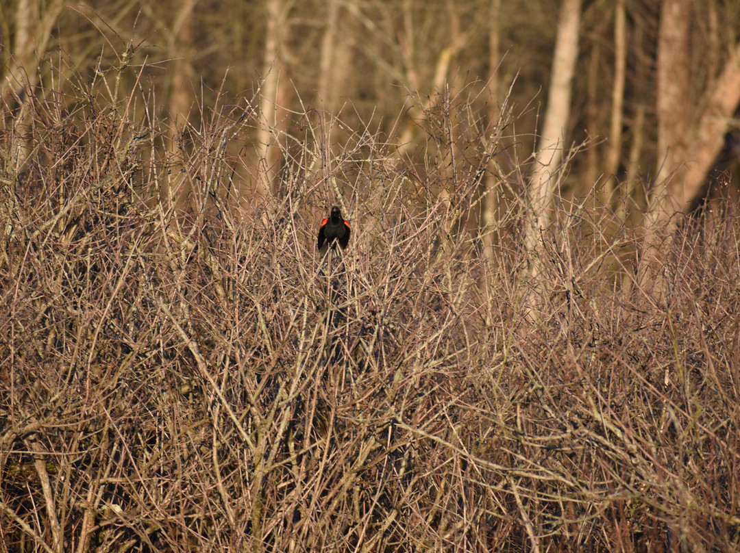 Killbuck Marsh Wildlife Area-Wooster必去景点