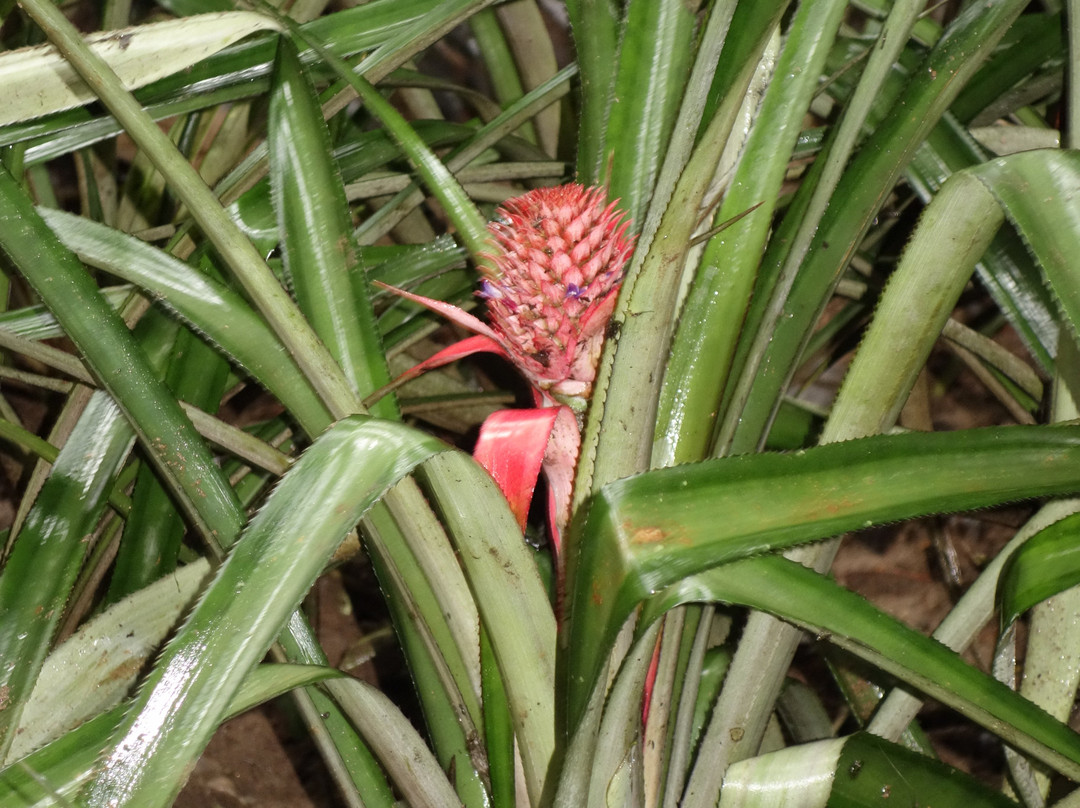 Luck Grove Spice Garden-Matale必去景点