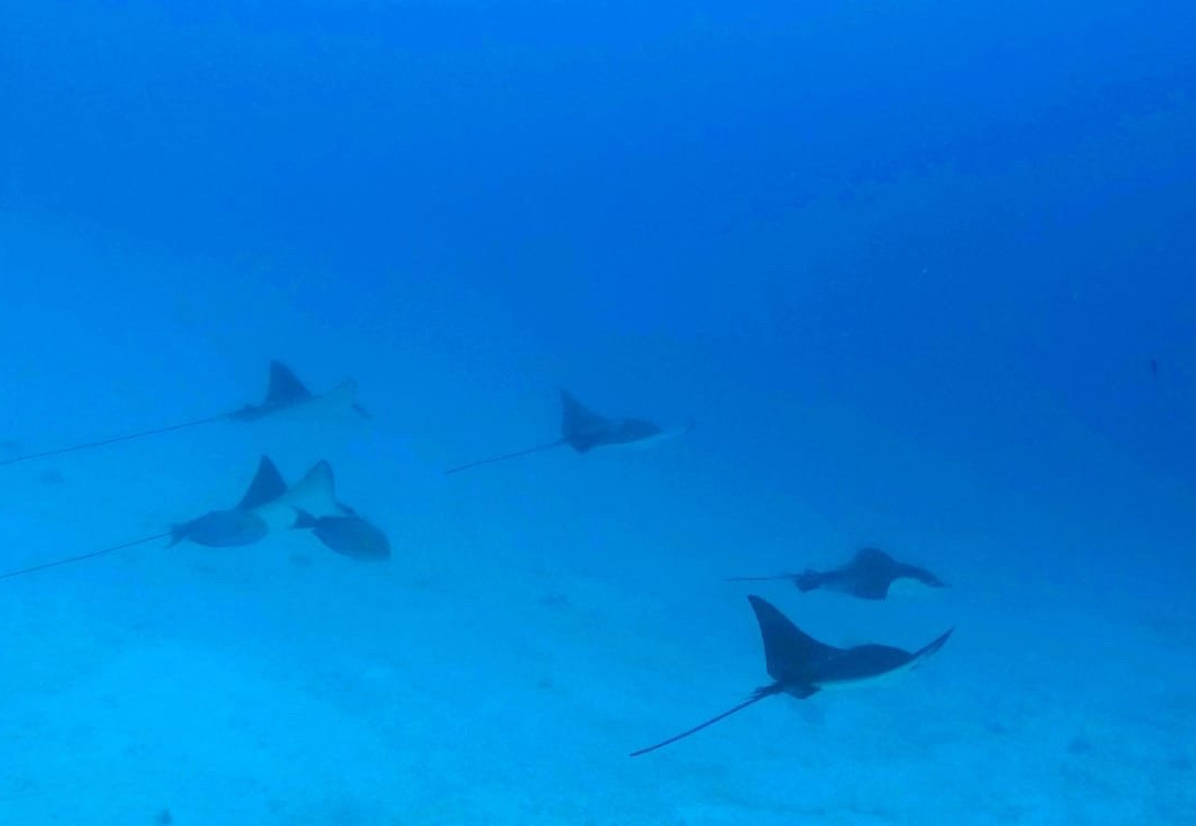 Dive Plus Ukulhas景点图片