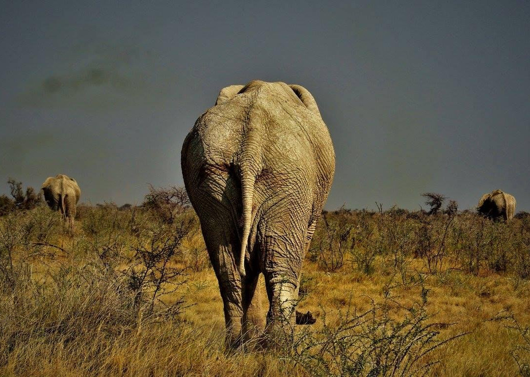 Dusty Foot Tours Namibia-温德和克必去景点