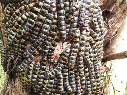 Finca Integral Organica Granito De Oro