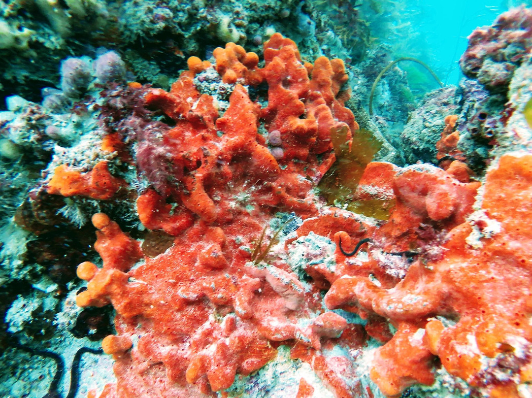 Stewart Island Snorkeling Adventures景点图片