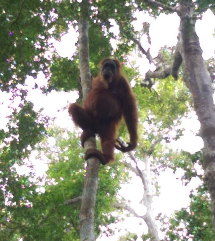 Sumatra Orangutan Trip-武吉拉旺必去景点