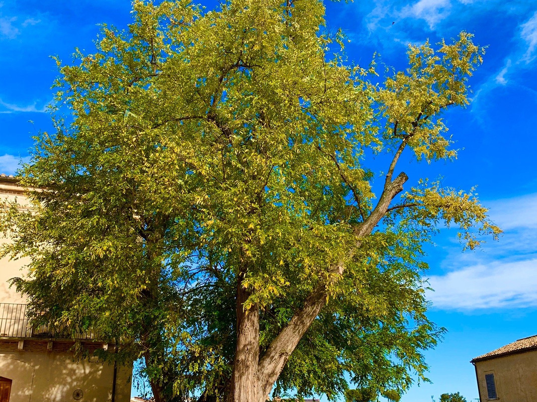 Palazzo Baronale Caccianini