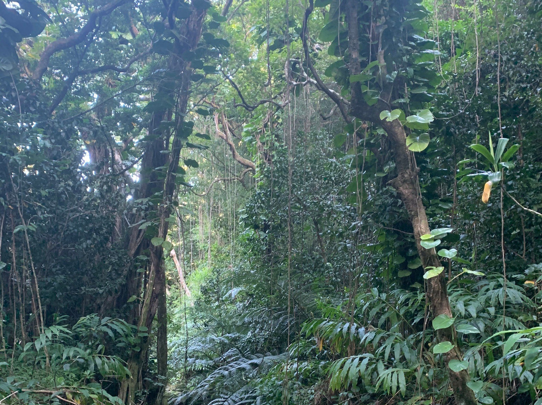 Puu Pia Hiking Trail景点图片