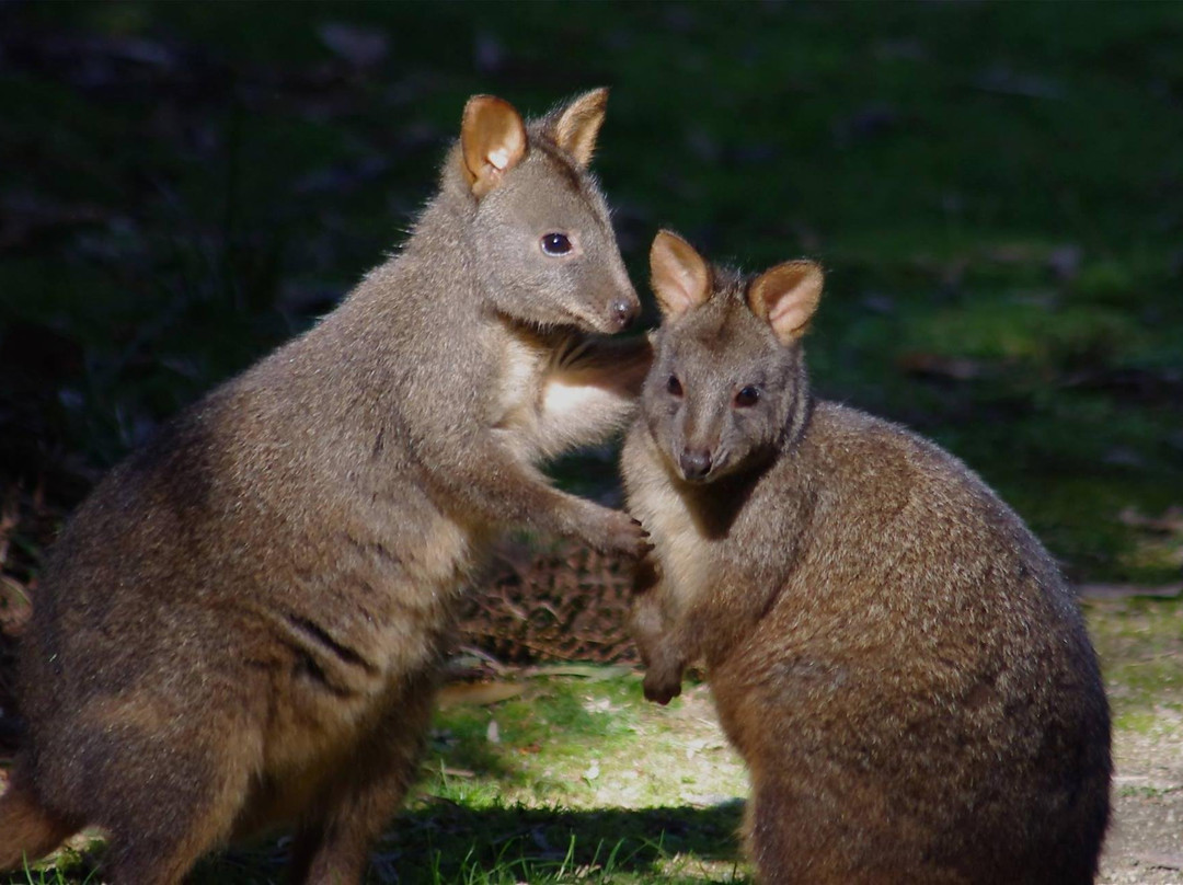 Wild Platypus (formerly All Things Wild At Burnie)-伯尼必去景点