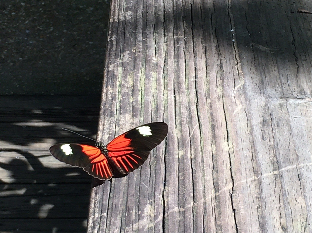 蝴蝶热带雨林景点图片