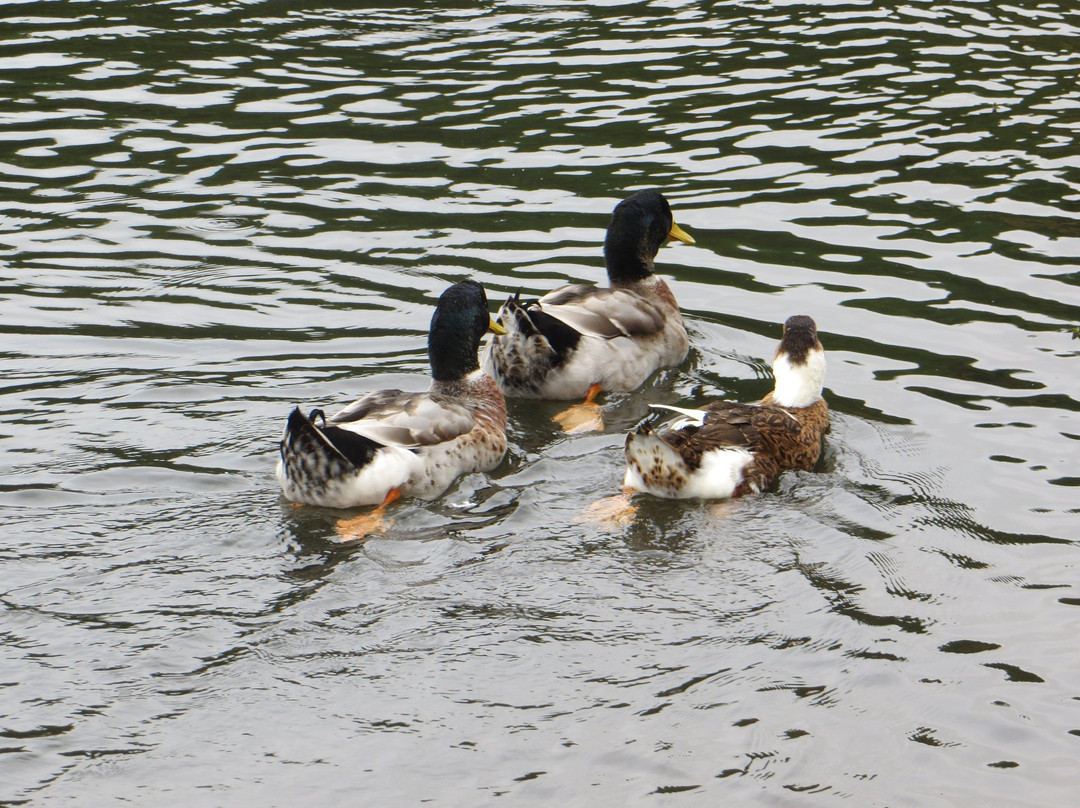 Daingerfield State Park-Daingerfield必去景点
