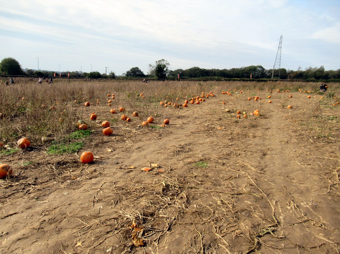 Pumpkin Picking Patch景点图片