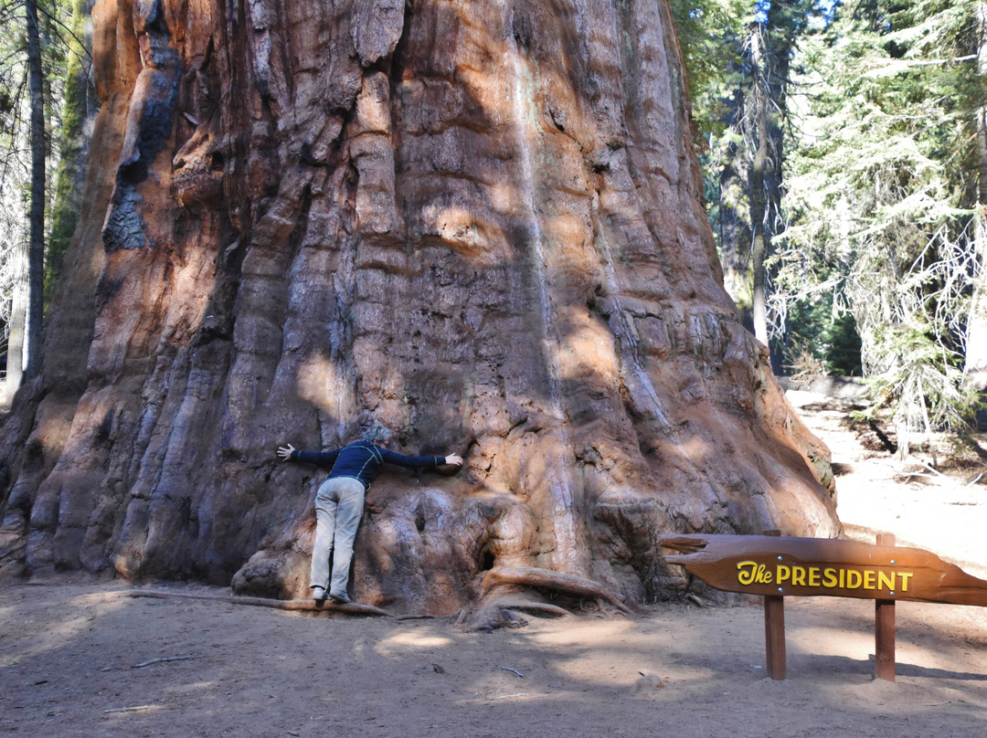 The President Tree-Three Rivers必去景点