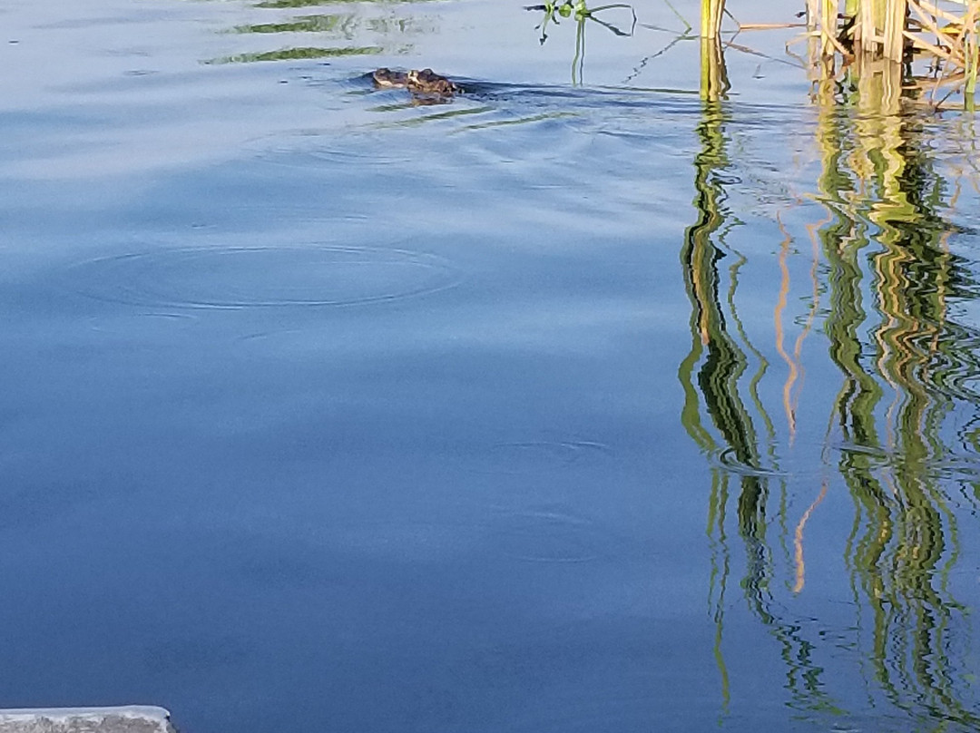 Everglades Day Safari-戴维必去景点