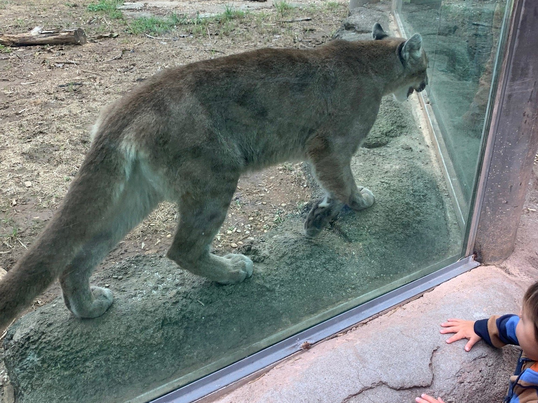 Cameron Park Zoo-韦科必去景点