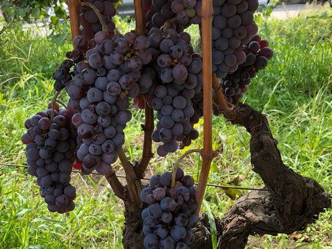 Taormina Car Service-陶尔米纳必去景点