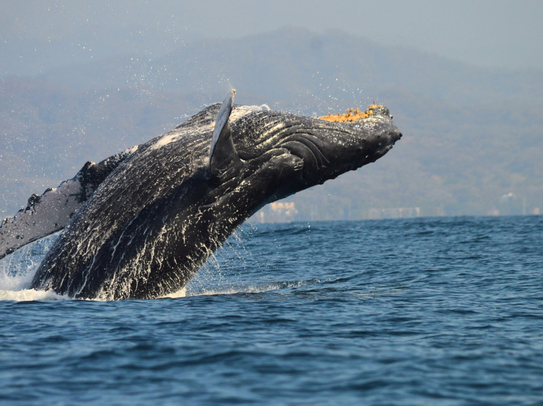 BIOCEAN Wildlife Encounters-新瓦雅塔必去景点