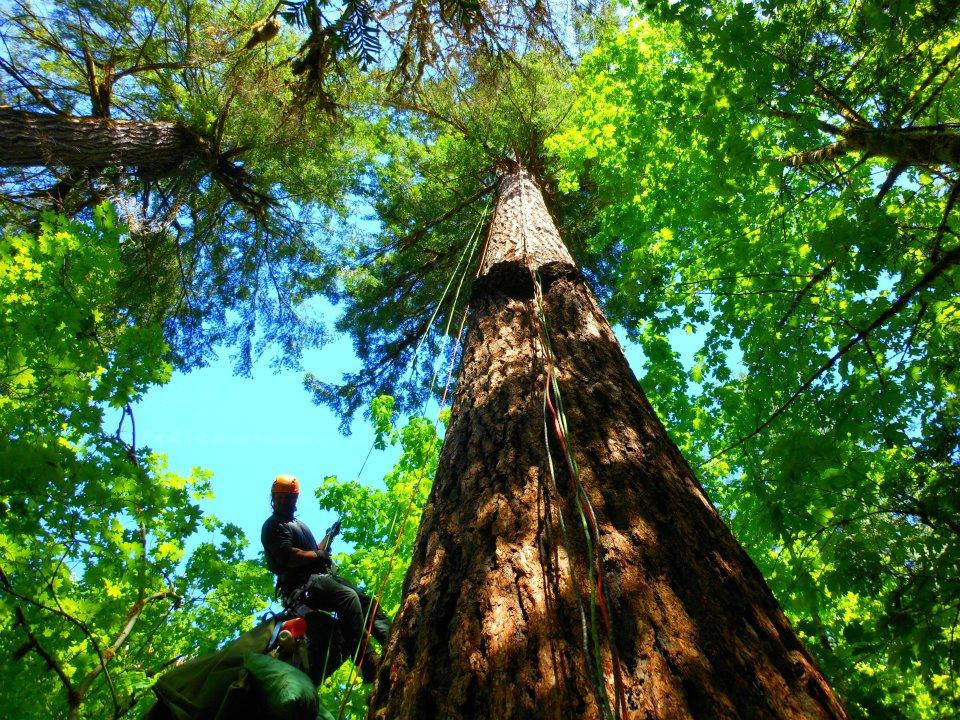 Pacific Tree Climbing Institute-Blue River必去景点