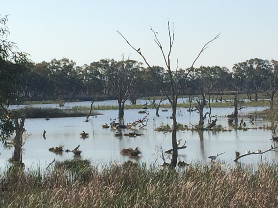 Reedy Lake Reserve-Kerang必去景点