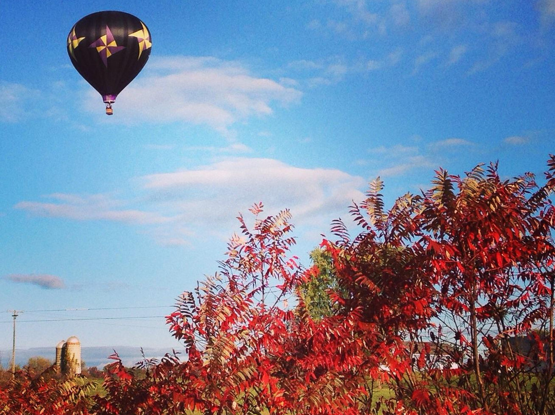 Majestic Balloon Flights景点图片