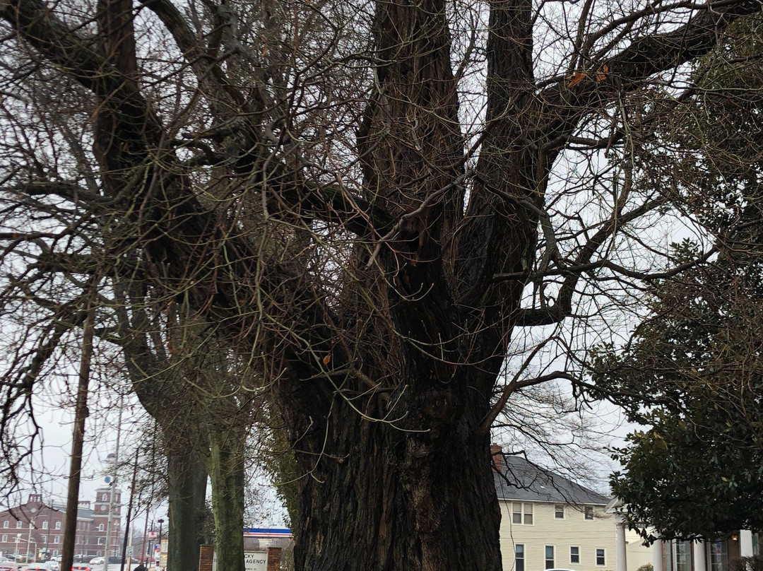 World's Largest Sassafras Tree景点图片