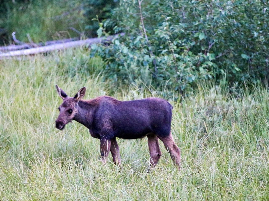 威尔逊麋鹿公路-穆斯必去景点