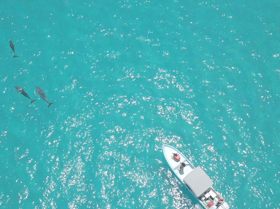 Wild Dolphin Tour-图伦必去景点