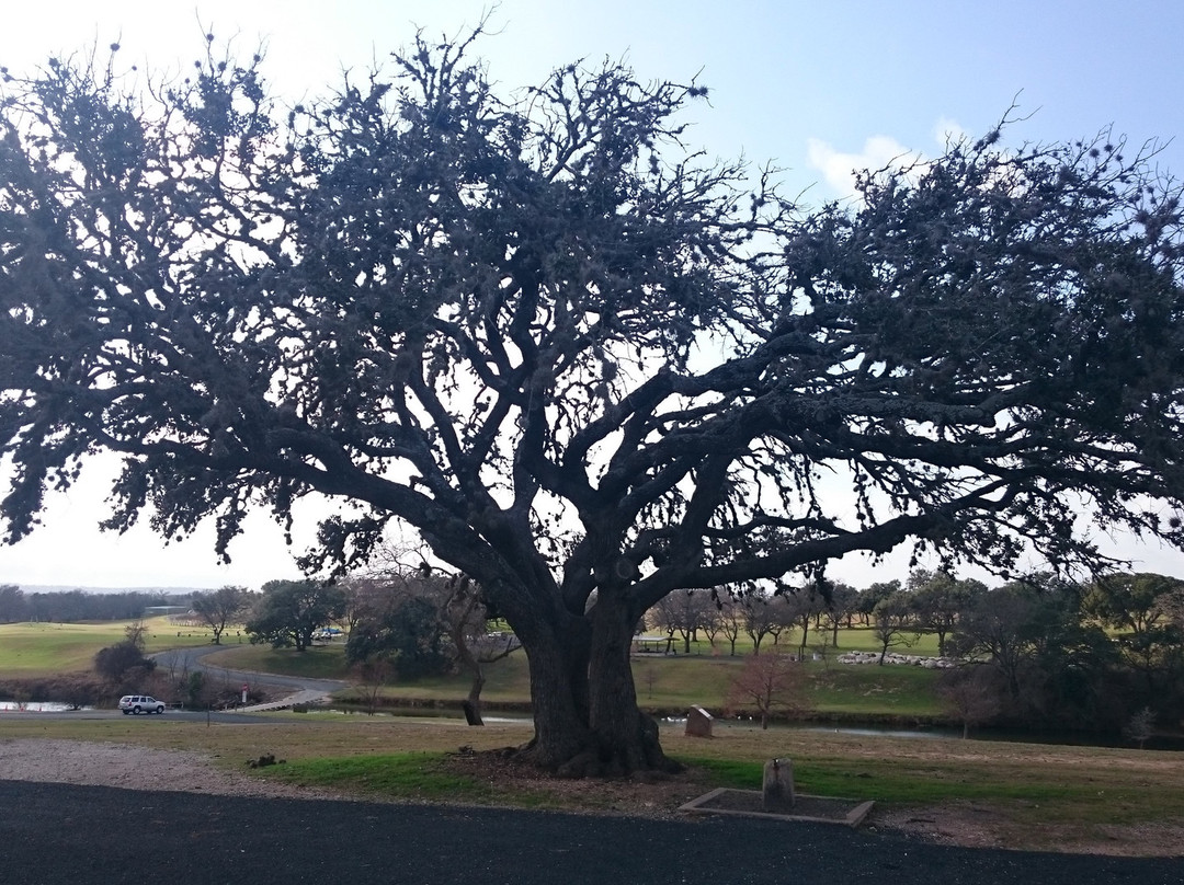 Lady Bird Johnson Municipal Park景点图片