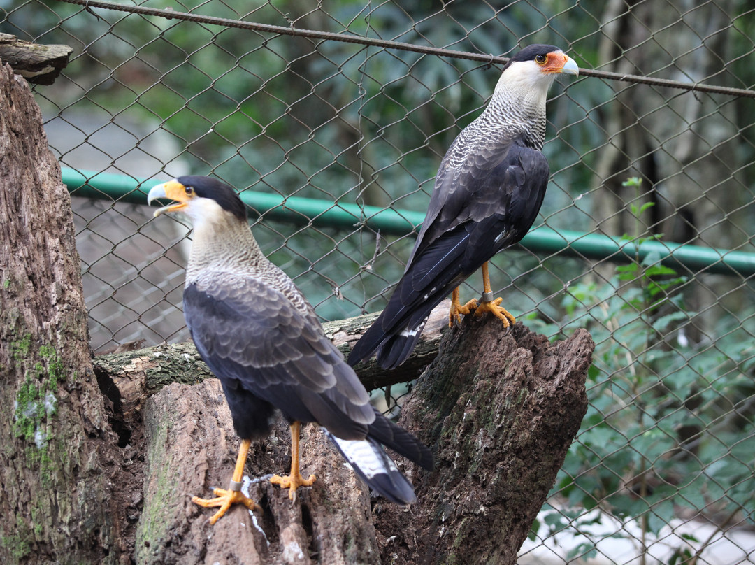 Zoologico Municipal de Cascavel - Danilo José Galafassi-Cascavel必去景点