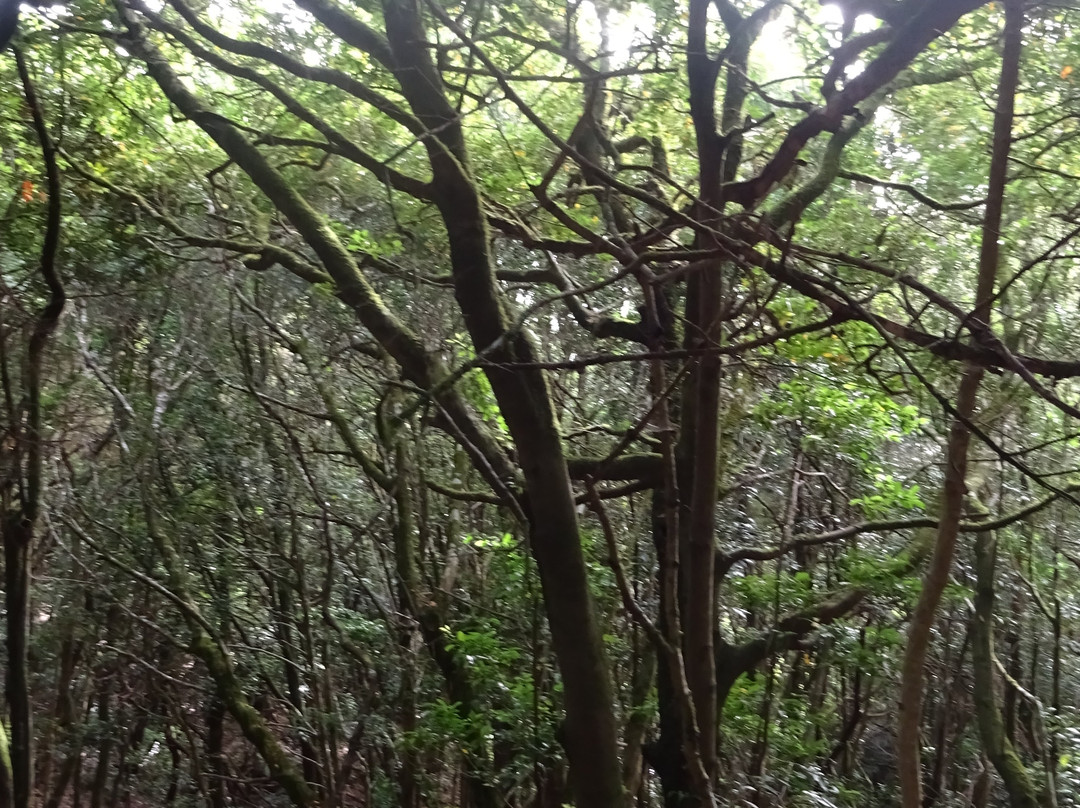 Parque Rural de Anaga-圣克鲁斯-德特内里费必去景点