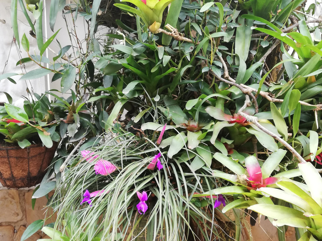 Enchanted Garden景点图片