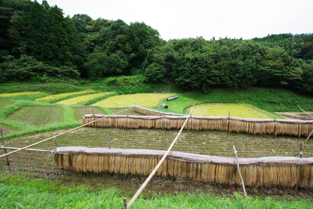 Irigo Ishibatake Rice Terraces-茂木町必去景点