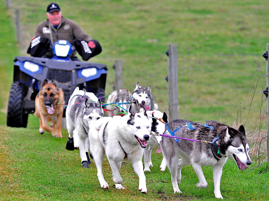 Timberline Racing Siberian Huskies景点图片