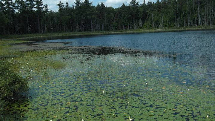 Alexander Lake Forest Provincial Park景点图片