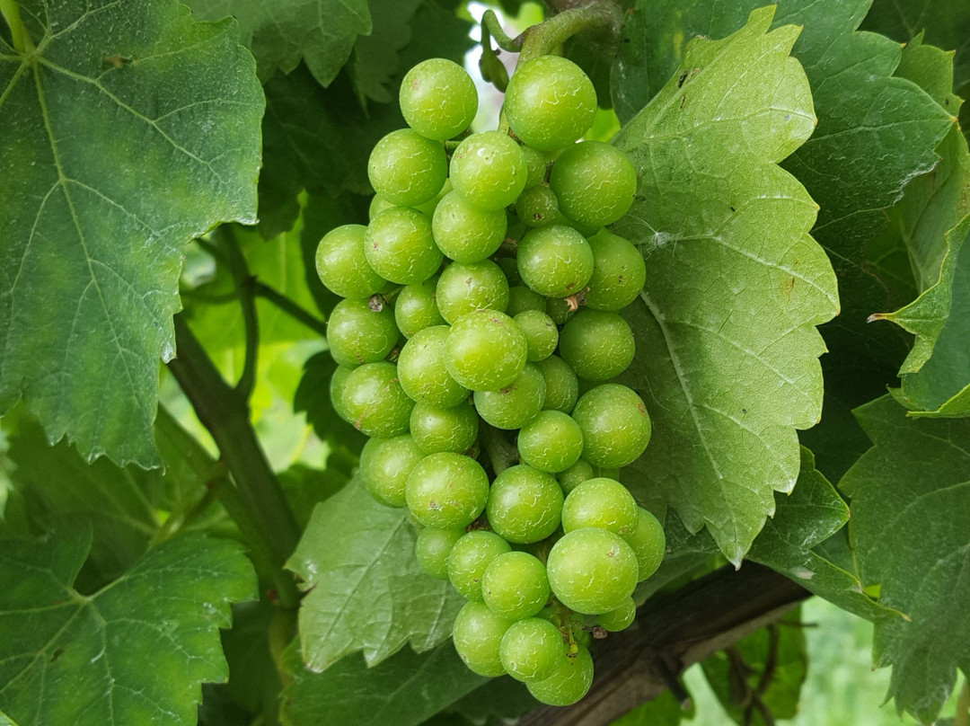 Poulton Hill Estate主图