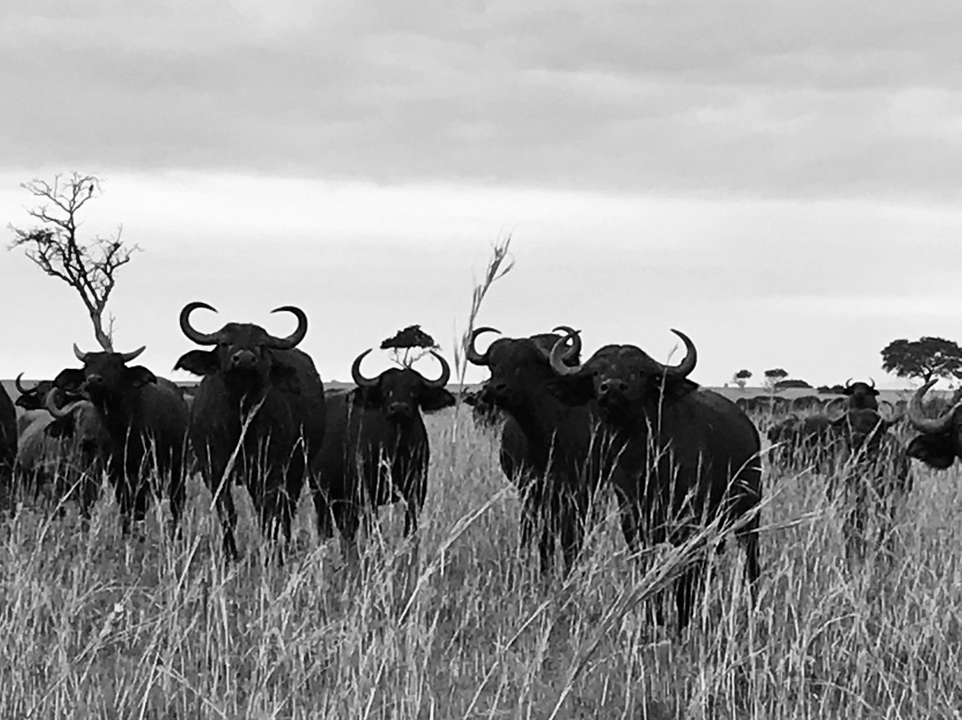 Triple Tee Adventures Ltd-坎帕拉必去景点