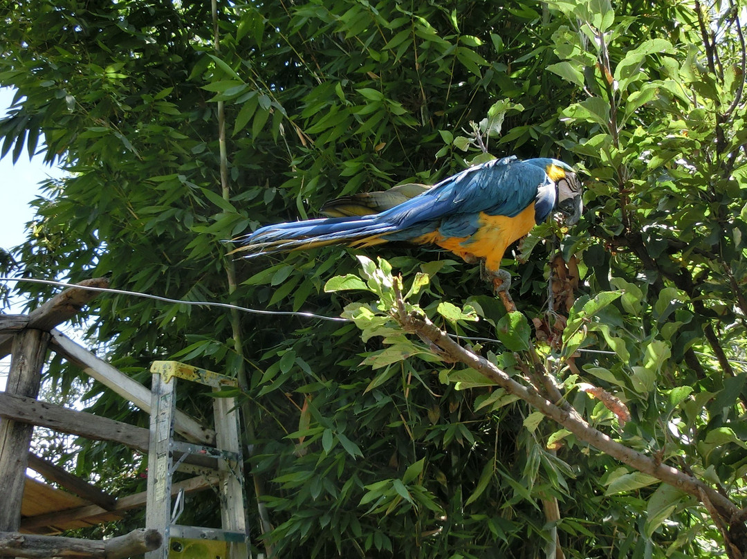 Parque de las Aves Agroflori-科恰班巴必去景点