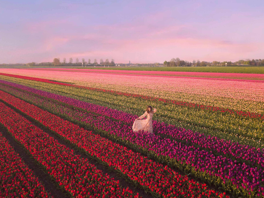 Tulip Tours Holland景点图片