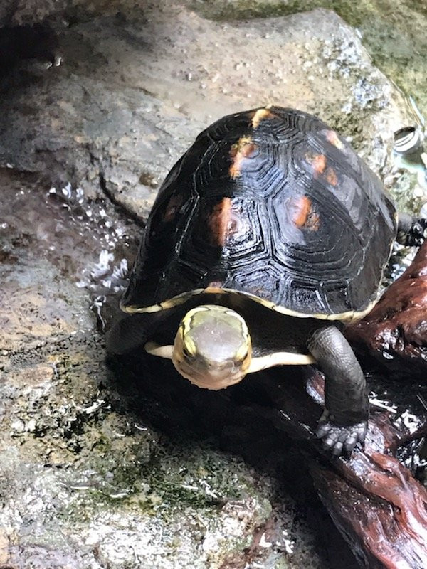 Hiwasa Chelonian Museum Caretta-美波町必去景点