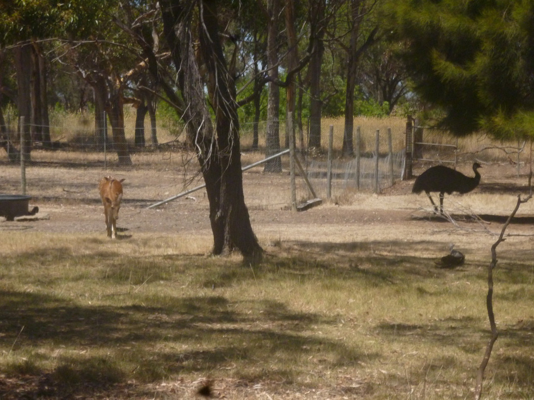 Kaniva Wetlands and Fauna Park-Kaniva必去景点