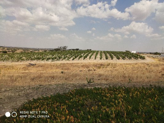 Monte da Ameixa Country House主图