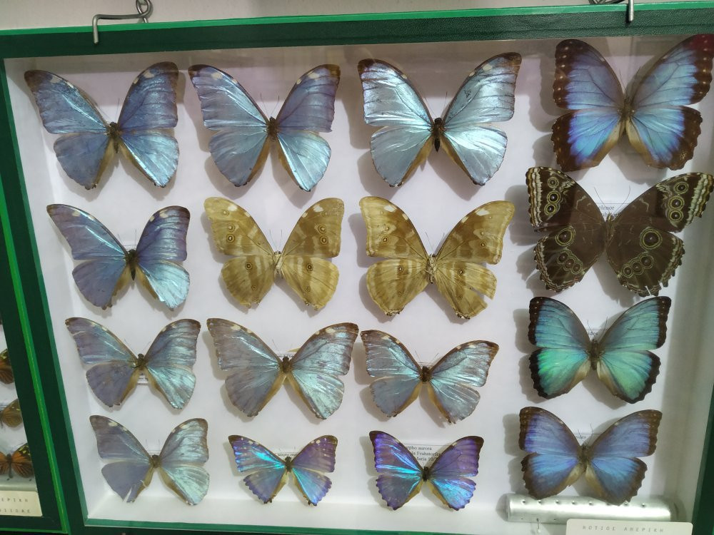 Entomological Museum of Volos-沃洛斯必去景点
