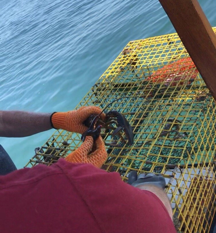 Chatham Boat Tours-查塔姆必去景点