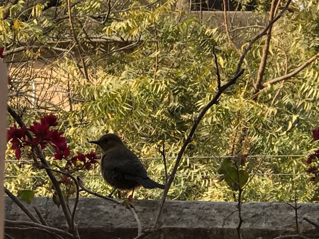 Vedaaranya Haveli主图