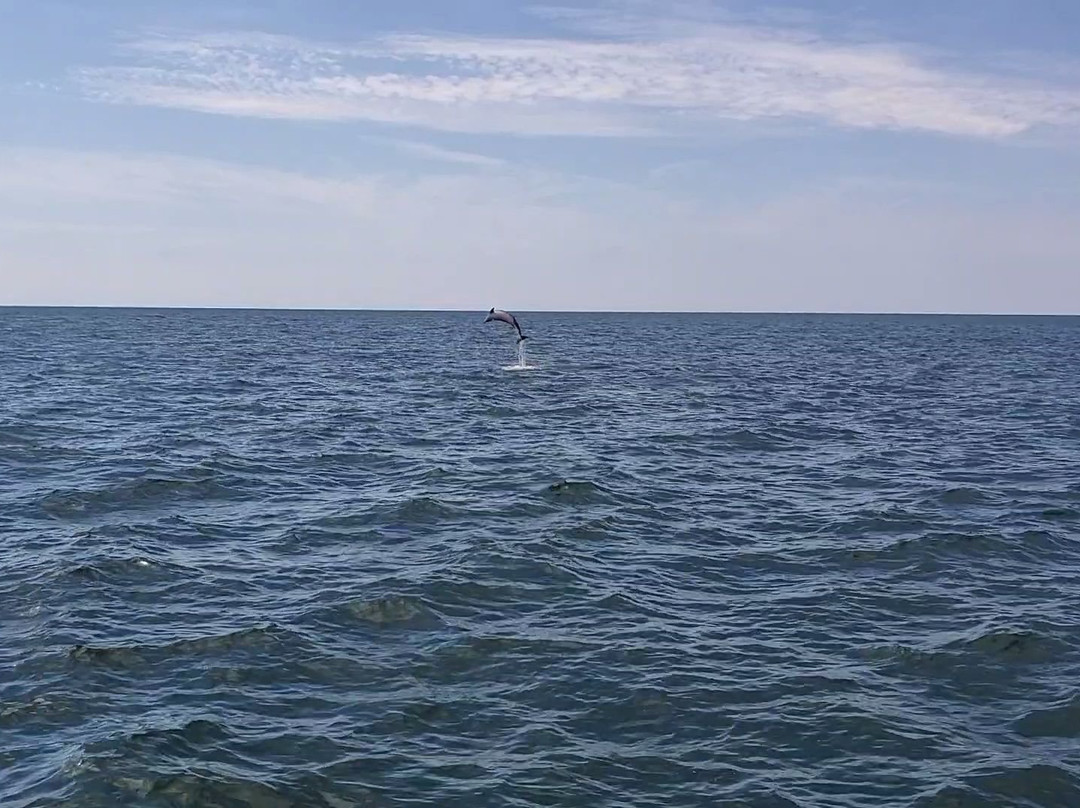 Myrtle Beach Dolphin Cruises景点图片