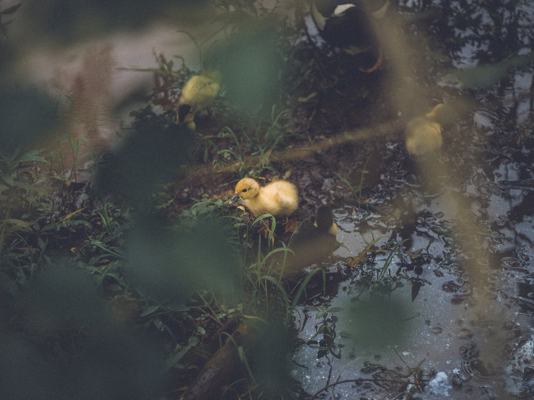 Botanical Garden of Lajeado-Lajeado必去景点