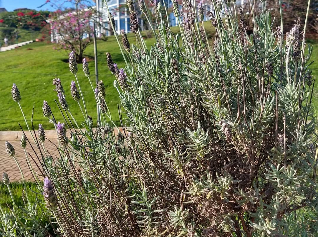 Jardim Botanico Irmaos Vilas Boas-索罗卡巴必去景点