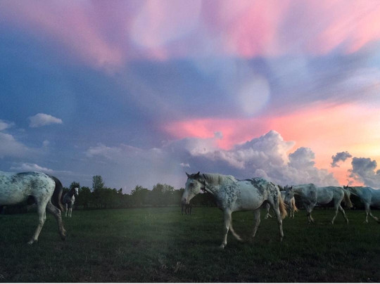 Rarest Thoroughbreds in the World Tour-列克星敦必去景点