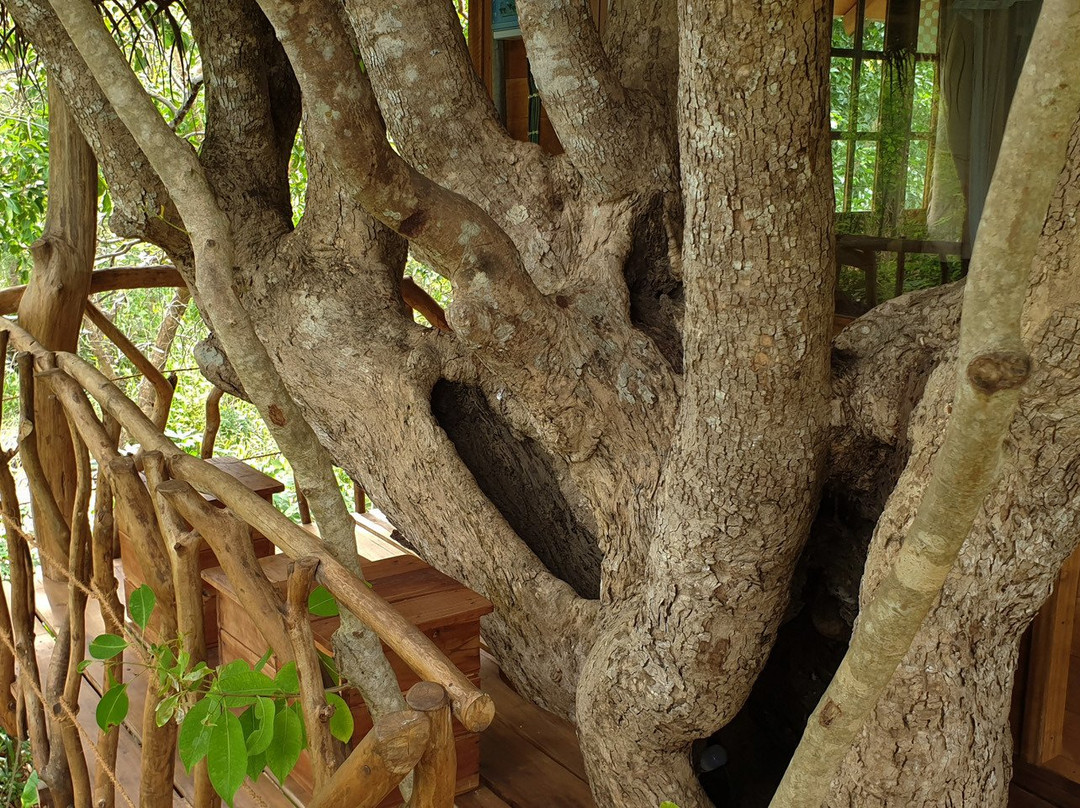 Ambasewana Resort主图