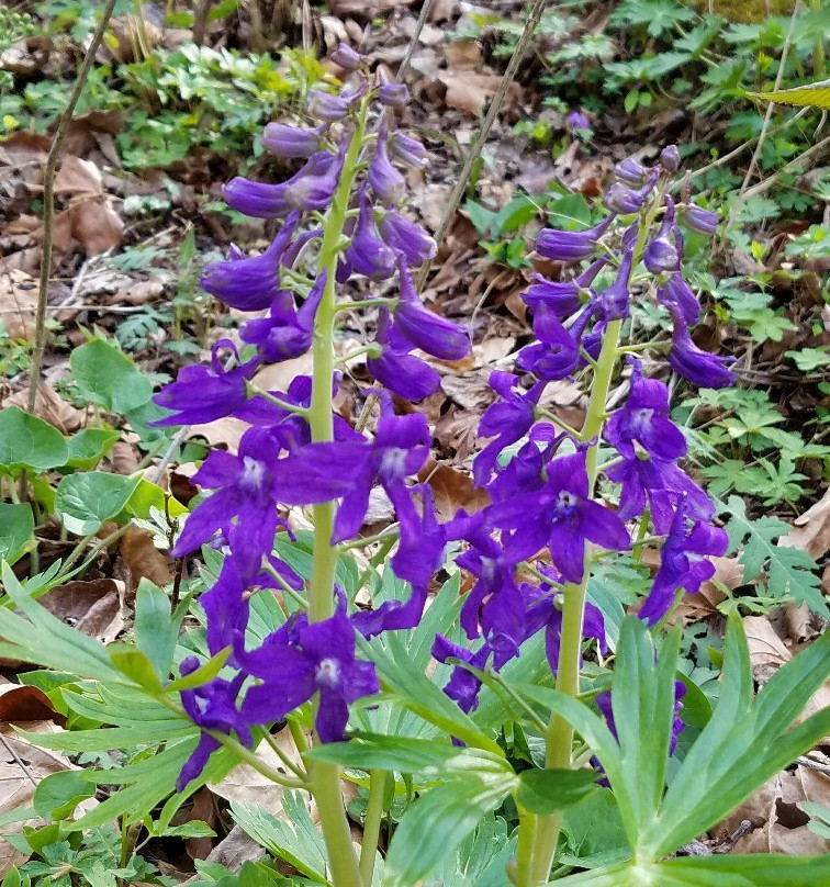 Big Cedar Creek Falls-Lebanon必去景点